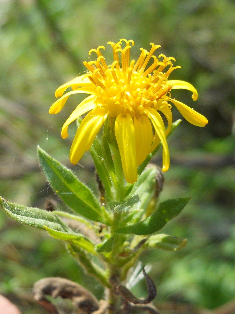Dittrichia viscosa